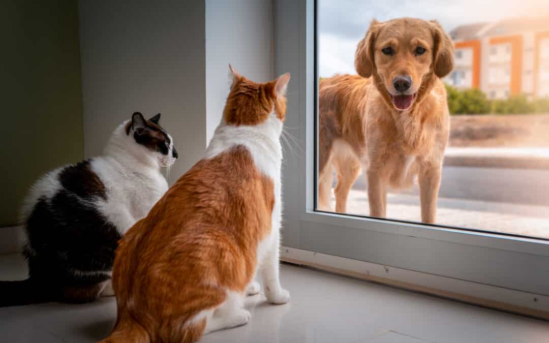 Choosing the Right Pet Door for Your Home